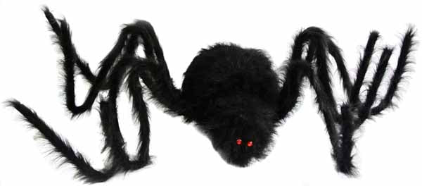 Hairy black giant spider