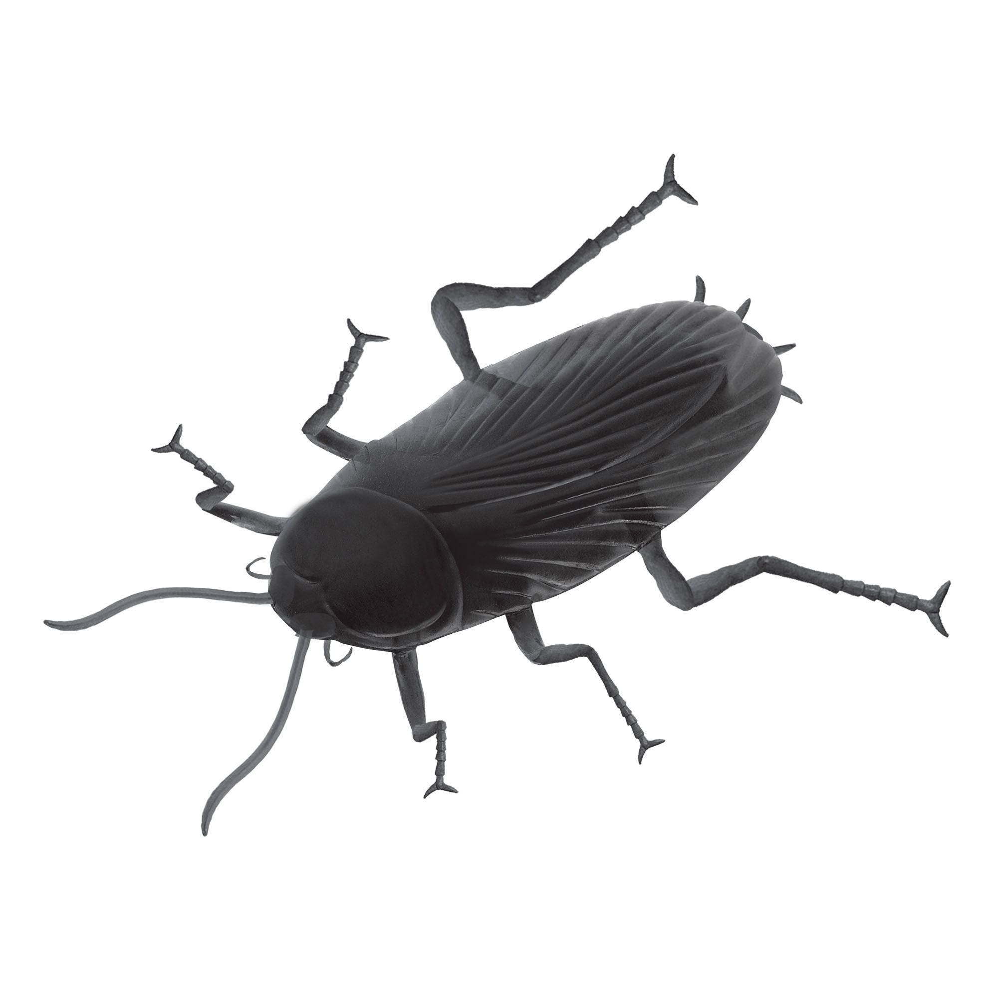 Giant Cockroach