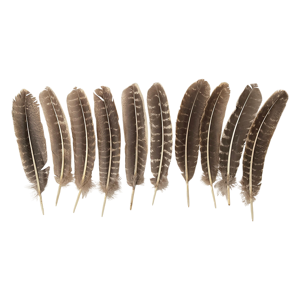 Plume de dinde, 10-12 pouces, Simple: Blanc