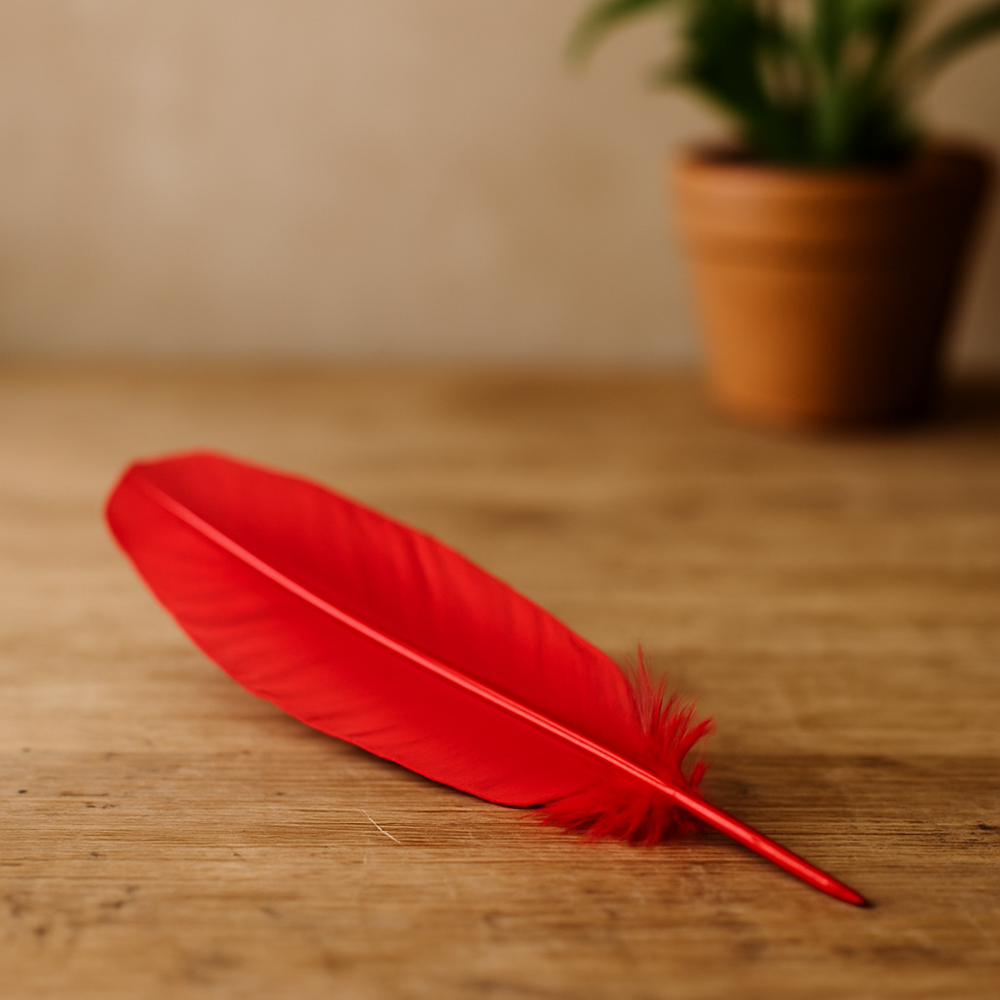 Plume de dinde, 10-12 pouces, Simple: Blanc