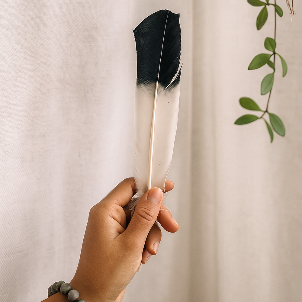 Plume de dinde, 10-12 pouces, Simple: Blanc