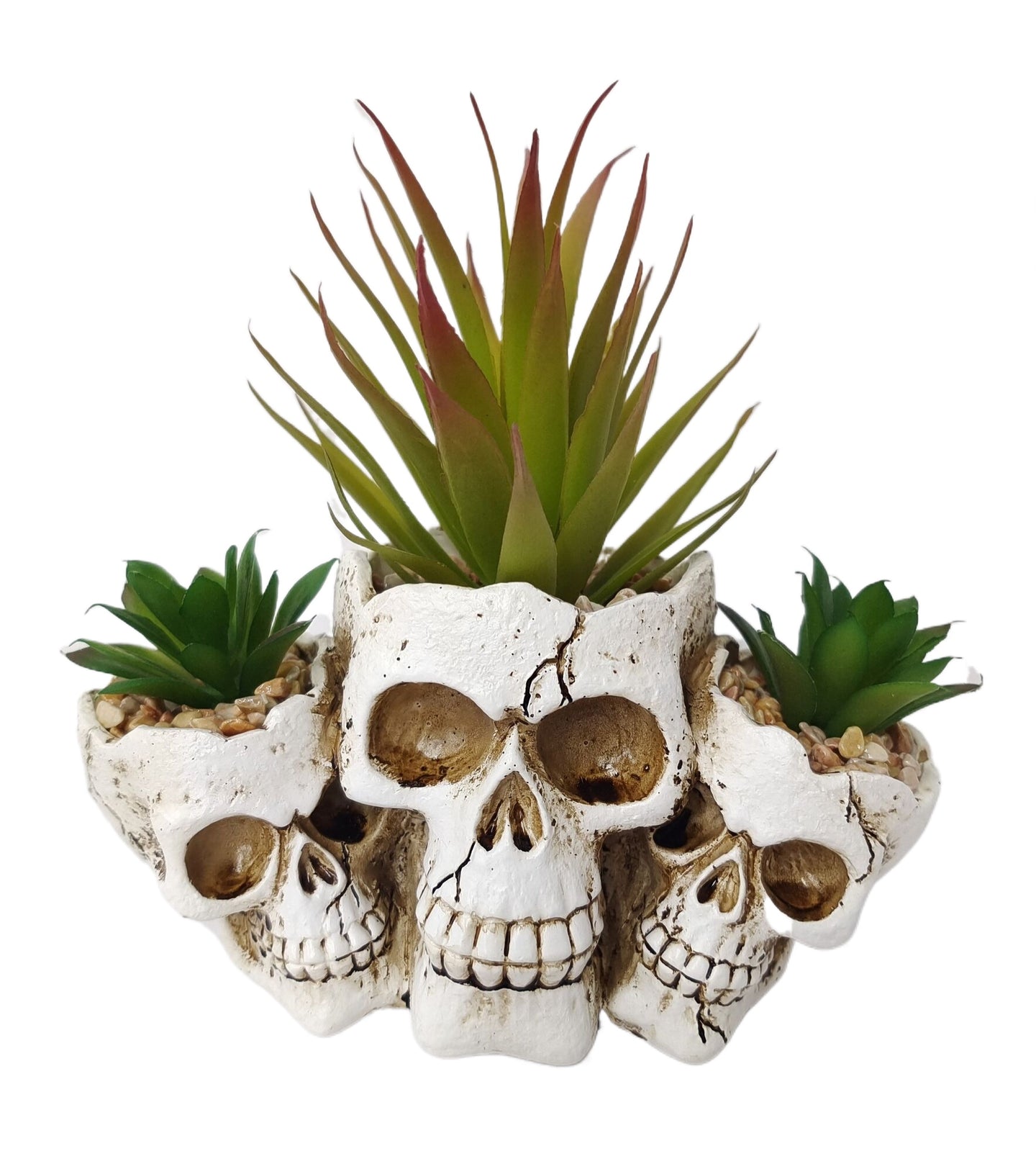 Pot succulent crâne 7 po