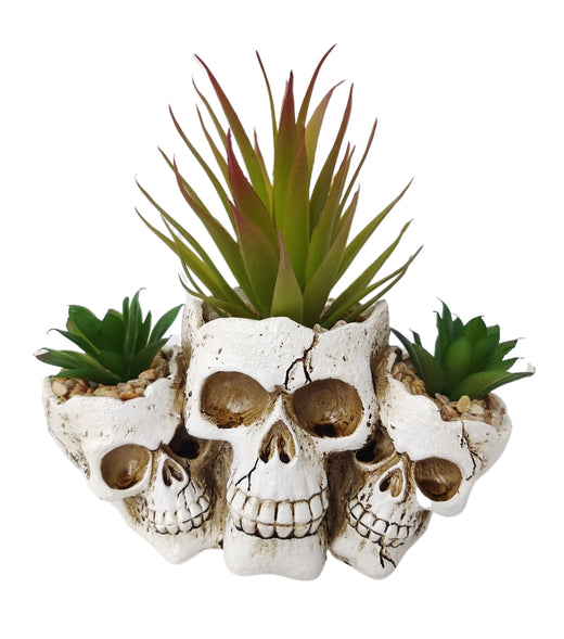 Pot succulent crâne 7 po
