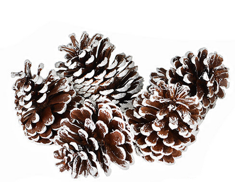 Bag of pine cones (5/pack)