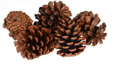 Bag of pine cones (5/pack)