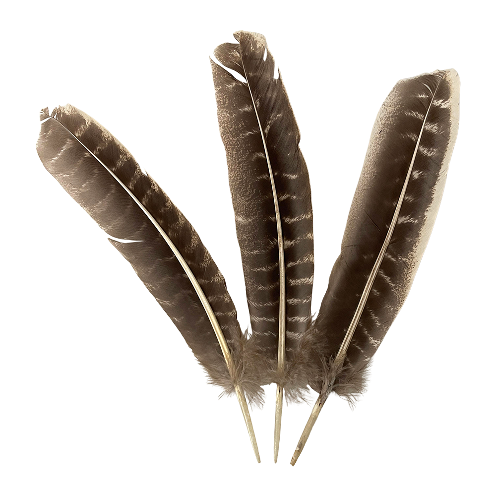 Plume de dinde, 10-12 pouces, Simple: Blanc