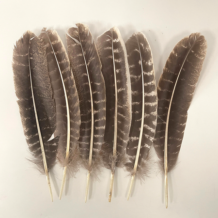 Plume de dinde, 10-12 pouces, Simple: Blanc