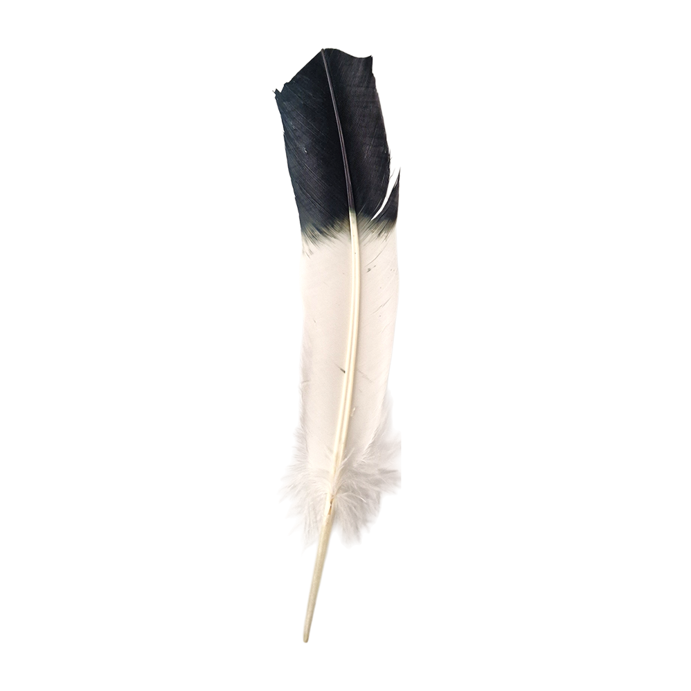 Plume de dinde, 10-12 pouces, Simple: Blanc