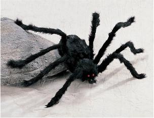 Medium Black Spiders