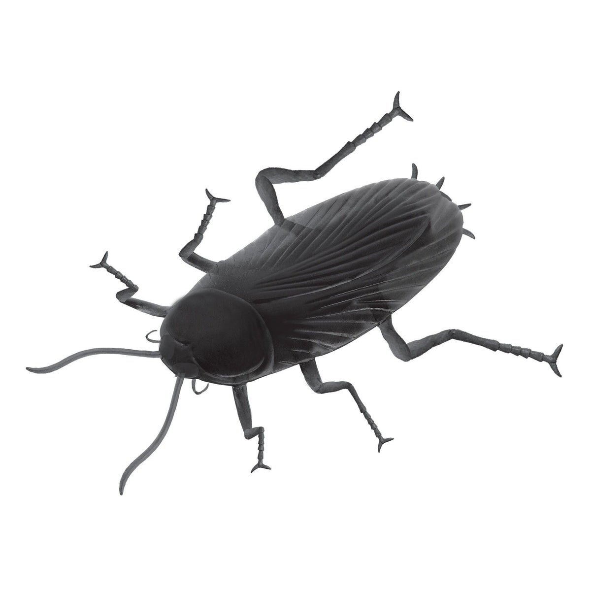 Giant Cockroach