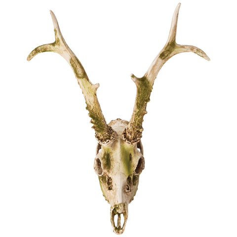 Crâne de cerf avec mousse