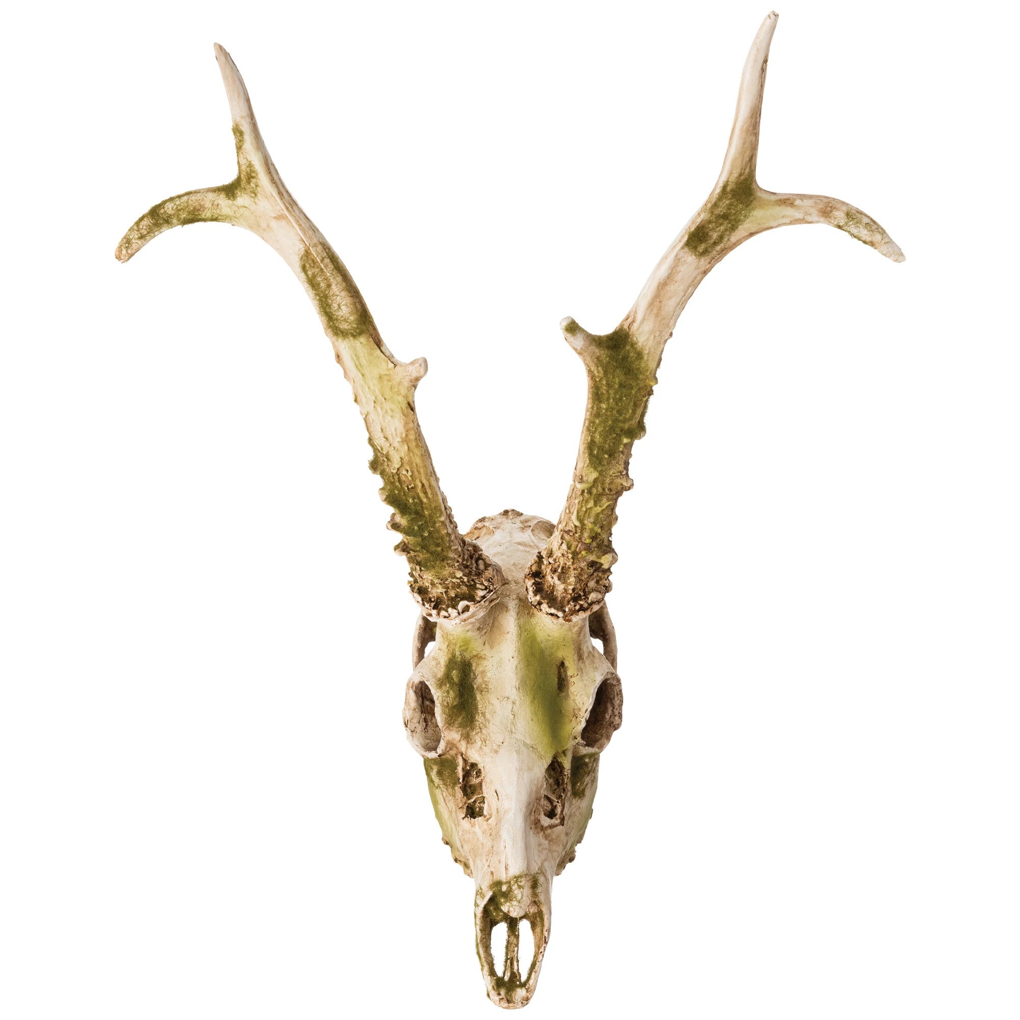 Deer skull with moss