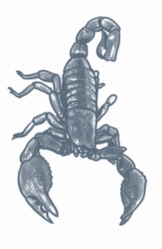 Tatouage Fx - Prison - Scorpion
