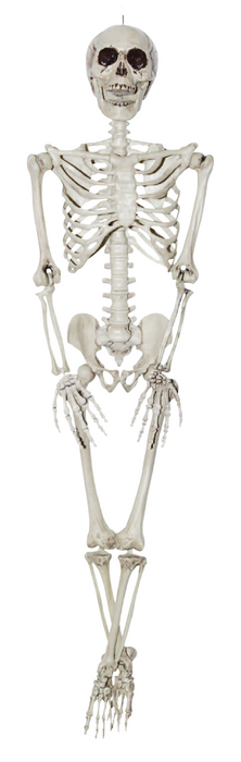 Squelette à suspendre (36")
