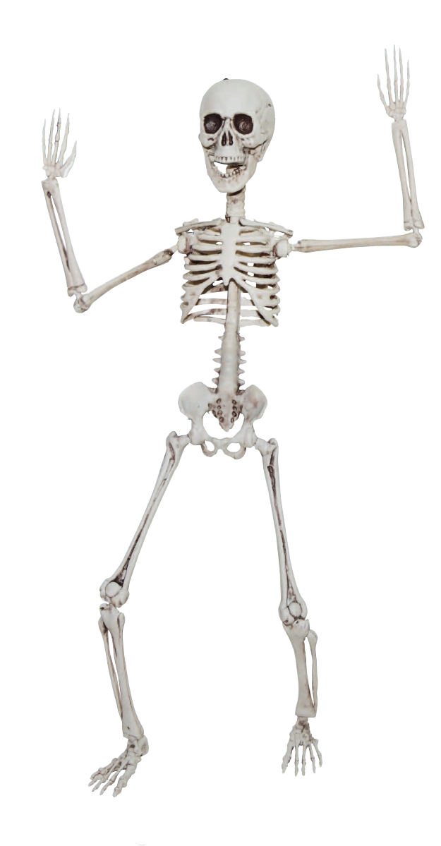 Squelette articulé (20")