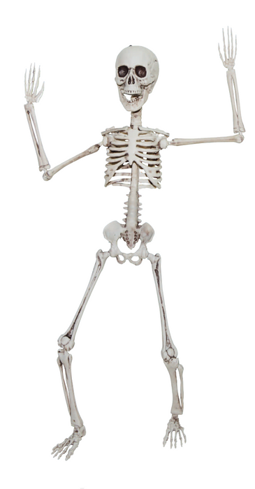 Squelette articulé (20")