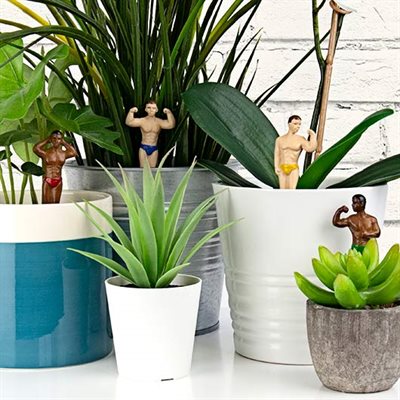 Mini Beaux Hommes pour plante